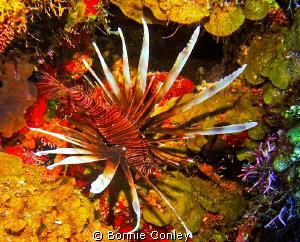 Lionfish seen in Grand Cayman August 2010.  Photo taken w... by Bonnie Conley 